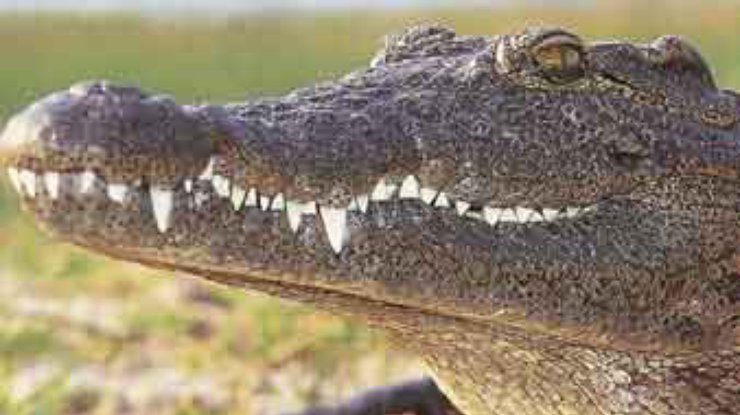 Крокодилы - послушное орудие в руках колдунов