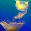 Медузы угрожают опреснительным заводам в Омане