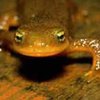 Nature: саламандры умеют считать