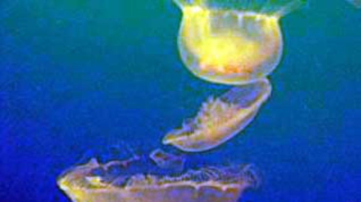 Медузы угрожают опреснительным заводам в Омане