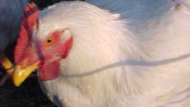 Ветслужба запретила импорт птицы со всей территории Бельгии