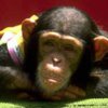 Шимпанзе и человек принадлежат к одному роду