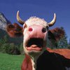 В Канаде выявлен первый случай коровьего бешенства