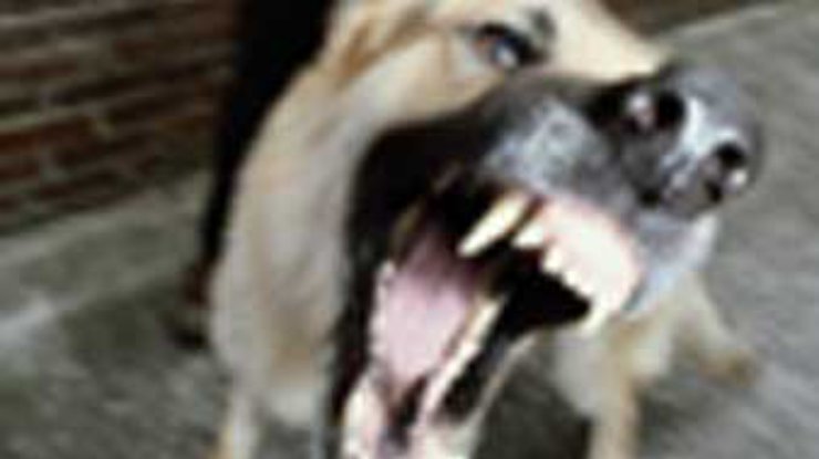 В Торезе собаки загрызли 72-летнего мужчину
