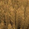 Рыжук оценивает состояние яровых зерновых как неудовлетворительное