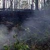 Возле Киева згорело три гектара леса