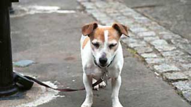 В Берлине запретили бордель для собак