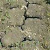 Засуха на востоке Украины уничтожает посевы