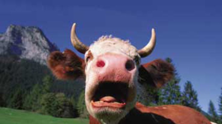 Ветеринарные службы Канады выявляют происхождения вируса "коровьего бешенства"