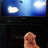 Meow TV- телевидение для котов