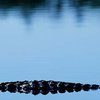 В водохранилище неподалеку от Мадрида появились крокодилы