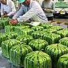 Япония начала экспорт кубических арбузов