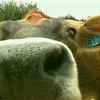 Коровы выдыхают слишком много метана