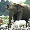 Индийских слонов "оснастят" отражателями