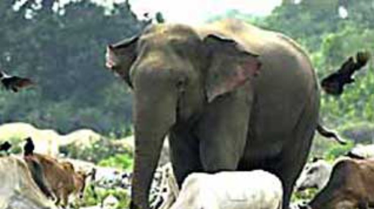 Индийских слонов "оснастят" отражателями