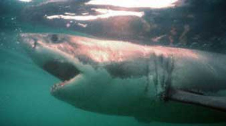 ВОЗ предостерегла беременных от употребления в пищу акул