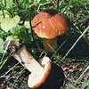 Врачи не рекомендуют есть лесные грибы