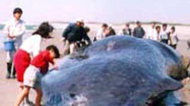 В Чили найден неизвестный морской монстр размером с автобус