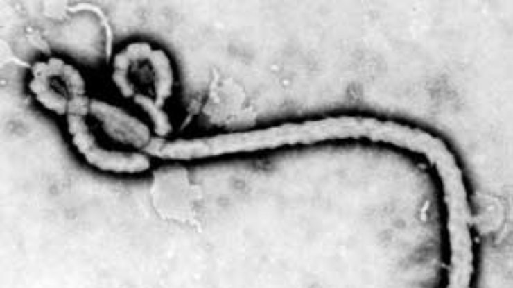 Великобритании угрожает эпидемия лихорадки Эбола