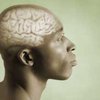 Мозг человека запрограммирован на изучение языка
