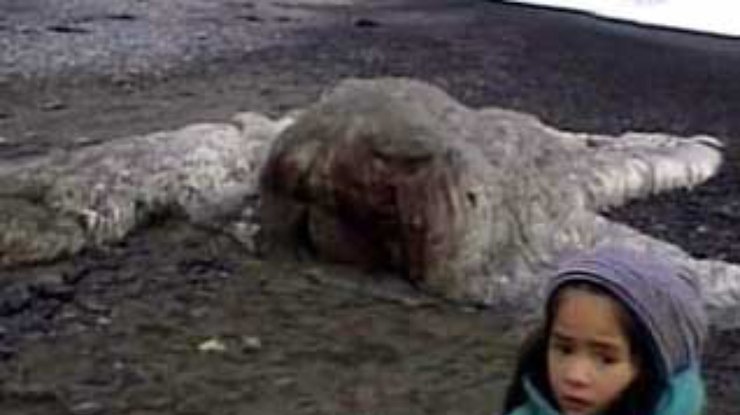 В Чили нашли останки огромного морского животного
