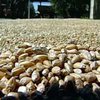 Азаров: запасов зерна хватит на четыре месяца - июль, август, сентябрь и октябрь