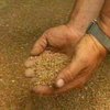 Парламент отменил ввозную пошлину на продовольственное и фуражное зерно