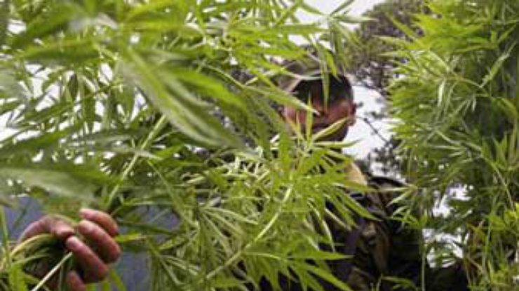 В Канаде началась продажа медицинской марихуаны