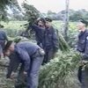 Одесская область: милиция и армия собирают урожай конопли