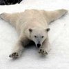В зоопарке Сан-Диего полярным медведям устроили "зиму"