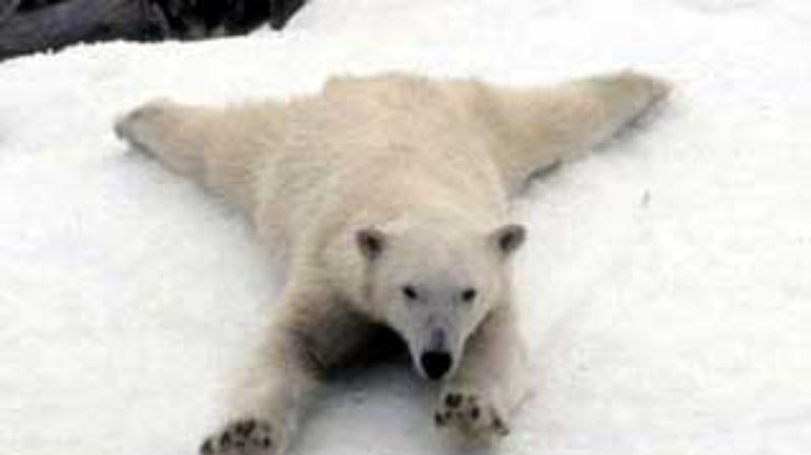 В зоопарке Сан-Диего полярным медведям устроили "зиму"