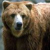 В Новгородской области медведь задрал грибника