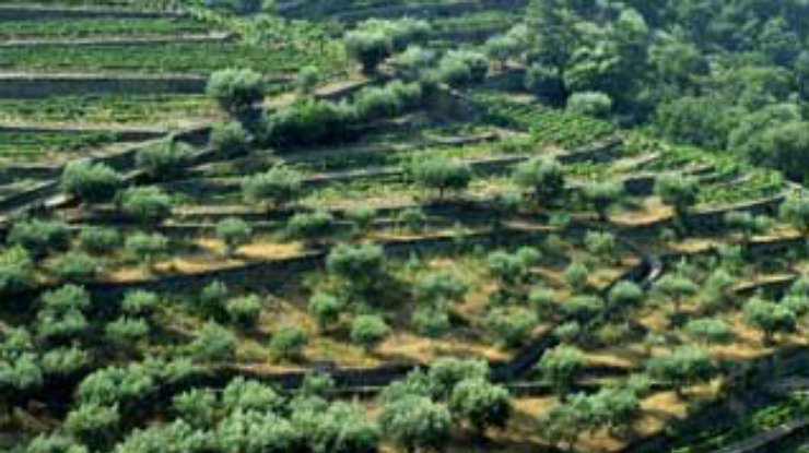Неурожай оливок в Испании стал причиной роста цен на оливковое масло