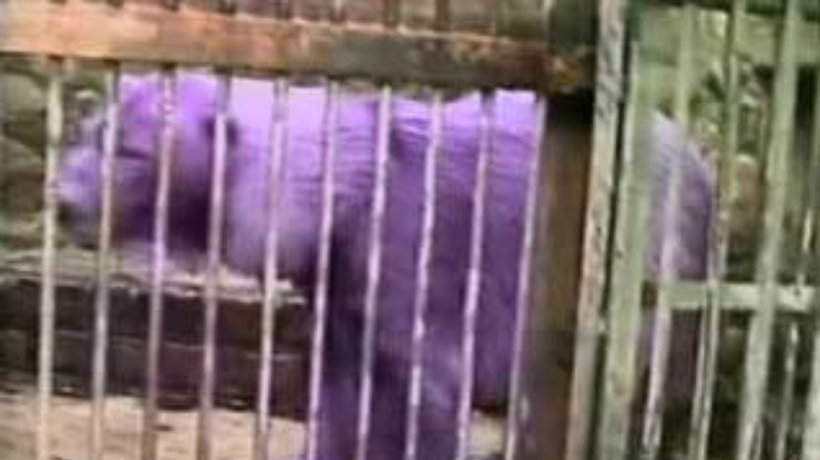 В аргентинском зоопарке появился фиолетовый медведь