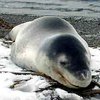 В Антарктике леопардовый тюлень убил женщину-ученого