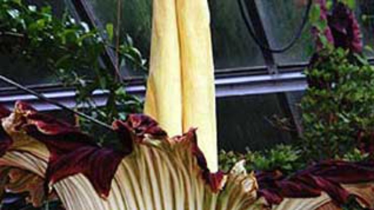 В Вашингтоне расцвел самый вонючий в мире цветок