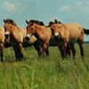 В Казахстане проведена уникальная операция по доставке и акклиматизации лошадей Пржевальского
