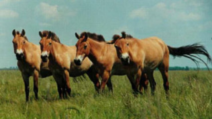В Казахстане проведена уникальная операция по доставке и акклиматизации лошадей Пржевальского