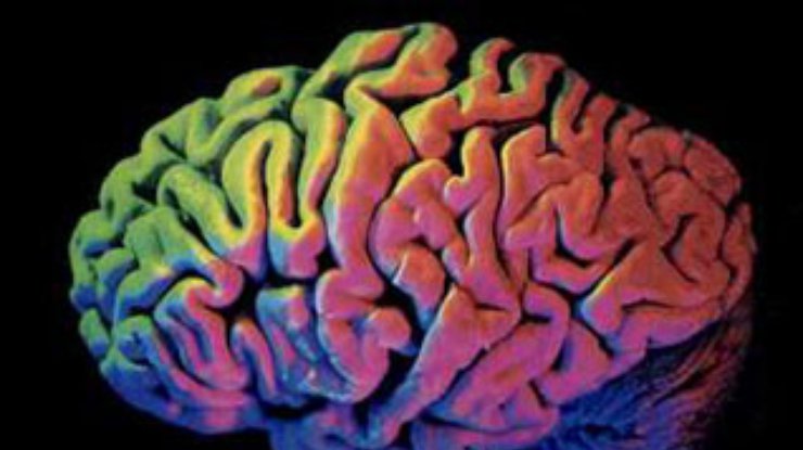 Ученые создали идеальный мозг