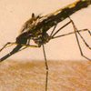 Комары-мутанты атакуют жителей Тольятти