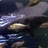 В аквариуме Плимута появилась акула-робот