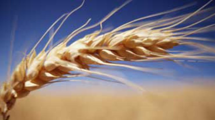 В Украине намолочено 6,69 миллиона тонн зерна