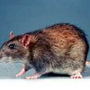 В Танзании гигантские крысы будут работать саперами