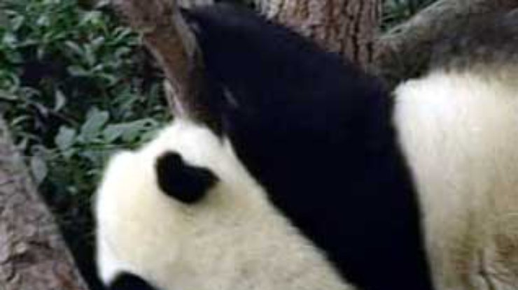 В Сан-Диего панда Бай Юнь готовится родить двойню