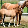 В Италии ученые успешно клонировали лошадь