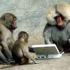 У бабуинов обнаружена способность к программированию