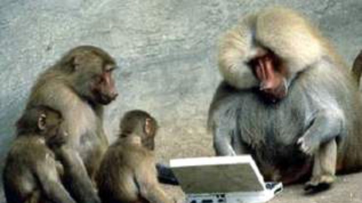 У бабуинов обнаружена способность к программированию