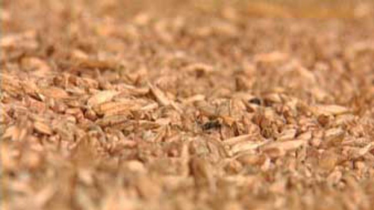 В Полтавской области собрано 489 тысяч тонн зерна