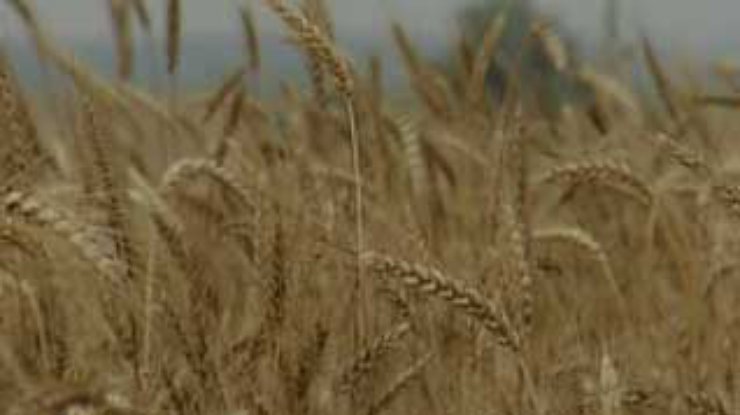 В Украине собрано около 9 миллионов тонн зерна