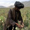 Американские военные смотрят на афганский наркобизнес "сквозь пальцы"
